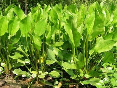 alisma alisma