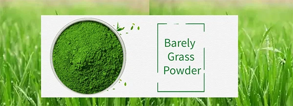 Green Barley Grass Powder2 Green Barley Grass Powder2