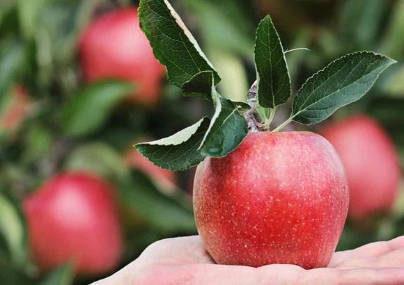 Apple Fruit Powder & Apple Fiber Powder factory Apple Fruit Powder & Apple Fiber Powder factory