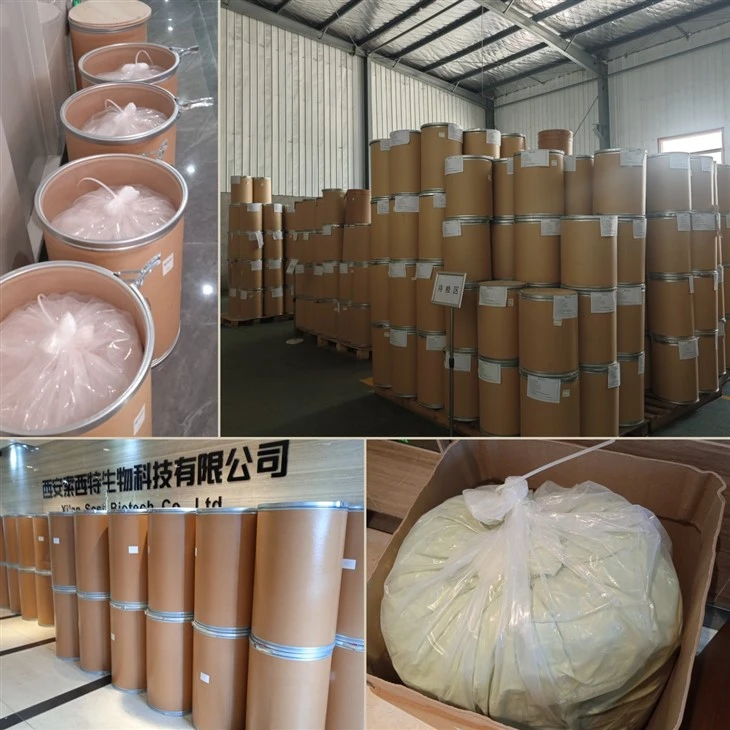 Cyclocybe Aegerita Powder high quality